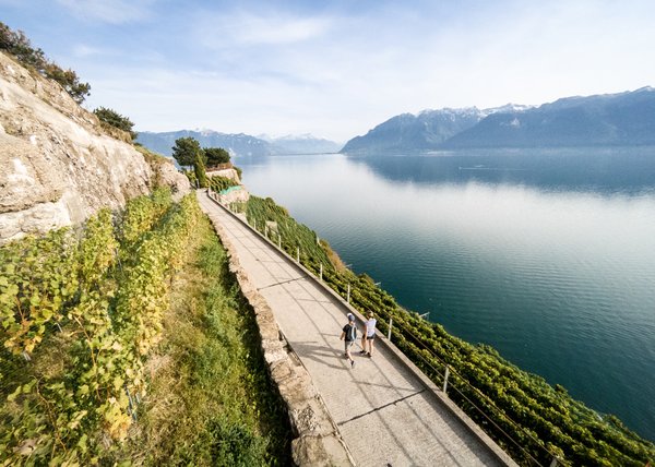 Walkway in the vineyards with a lake