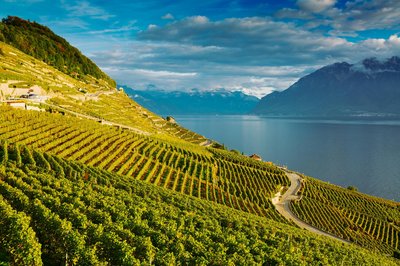 vineyards with lake and mountains in the background